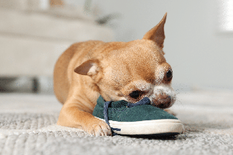 Roer é uma necessidade comportamental do cachorro e não significa desobediência