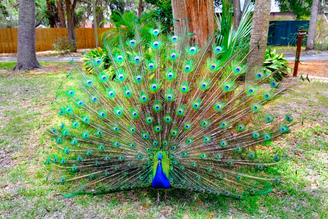 O famoso leque do pavão é formado por penas alongadas conhecidas como coberturas superiores da cauda