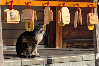 Os gatos de rua estiveram prestes a ser classificados como espécie invasora no Japão.