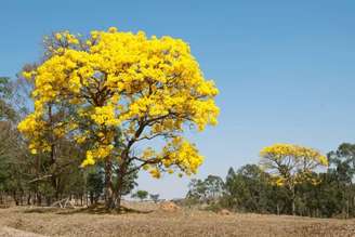 quando o ipê floresce.
