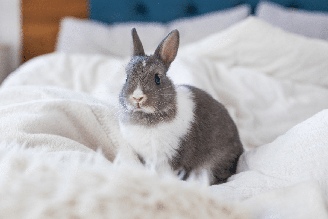 Erros comuns podem comprometer a saúde e a segurança dos coelhos