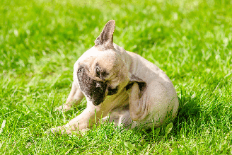 A primavera pode aumentar o contato dos pets com agentes ambientais que desencadeiam ou agravam alergias