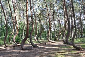 Uma floresta conhecida localmente como "Krzywy Las" é um dos mistérios botânicos mais fascinantes do mundo e atrai a curiosidade de cientistas, turistas e entusiastas da natureza. Também chamada de "Floresta Torta", este pequeno bosque localizado perto da cidade de Gryfino, no noroeste da Polônia, chama a atenção por cerca de 400 pinheiros cujos troncos apresentam uma curvatura incomum próxima à base. Em vez de crescerem retos, como ocorre na maioria das árvores, eles se inclinam para o norte, com uma curva acentuada semelhante à letra "J" e depois retomam o crescimento na posição vertical.