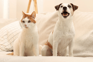A adaptação entre pets exige tempo para que os animais se conheçam, mesmo que pareçam sociáveis