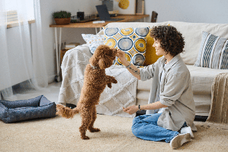 Ser pet sitter exige preparo, responsabilidade e organização para atender às necessidades dos animais e às expectativas dos tutores