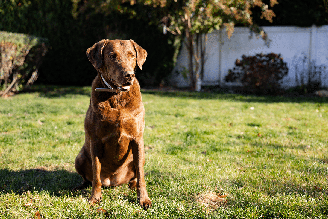 A origem ligada à caça de aves aquáticas deixou marcas na aparência, no comportamento e nas necessidades do chesapeake bay retriever