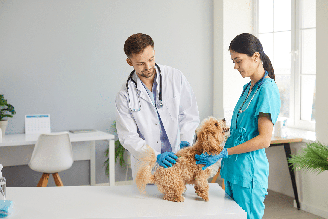 A doença hepática em cães exige atenção aos sinais e cuidados específicos para preservar a saúde e qualidade de vida do animal