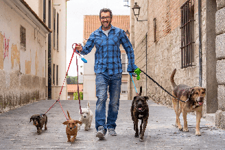 A função de dog walker exige habilidades importantes para conduzir os cães com segurança nos passeios
