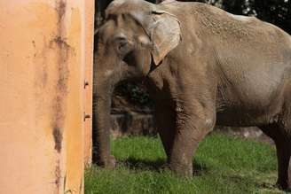 Um elefante resgatado que viveu 40 anos em um zoológico