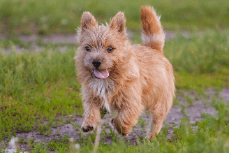 O norwich terrier tem pernas curtas, corpo compacto e é cheio de disposição