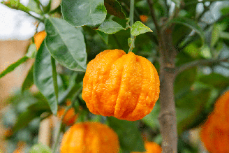A laranja-amarga tem uma rica composição nutricional