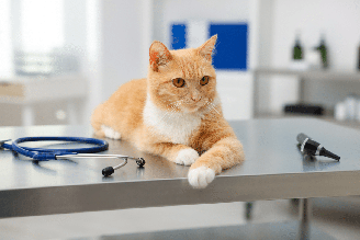 Sinais digestivos persistentes indicam que o gato precisa de avaliação veterinária