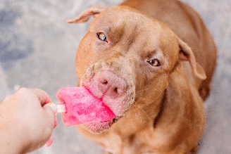 Os sorvetes naturais são uma opção deliciosa para refrescar os pets e podem ser preparados de acordo com suas necessidades nutricionais