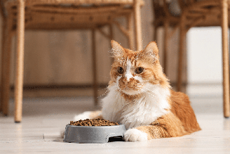 A alimentação e o acompanhamento veterinário fazem parte dos cuidados com gatos diagnosticados com diabetes