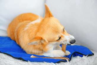 Mastigar é uma necessidade biológica fundamental para esses animais, com funções que vão desde a higiene bucal e saúde digestiva até combater o estresse e a ansiedade.