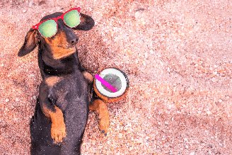 Em dias quentes, algumas bebidas ajudam a estimular a hidratação dos pets
