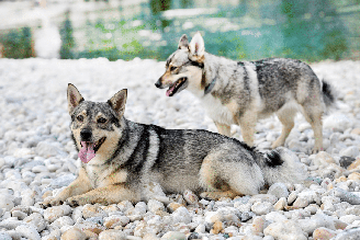 Embora se destaque pela função de pastoreio, o cachorro da raça spitz dos visigodos pode ser um ótimo companheiro para a família