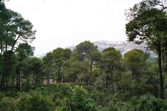 Um engenheiro espanhol reflorestou 5.000 hectares da Sierra Espuña disparando sementes com uma espingarda; 135 anos depois, é um gigantesco Parque Regional