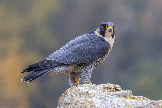 O falcão-peregrino é uma ave de rapina famosa por sua velocidade e capacidade de voo