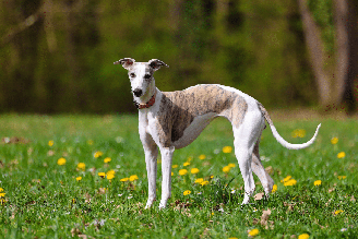O whippet apresenta um corpo naturalmente esguio, com peito profundo, abdômen retraído, pescoço longo e pernas compridas