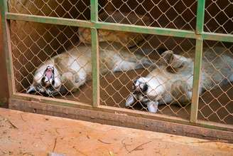 Filhotes de onça-parda descansam --e lembram quem é que manda no pedaço-- no recinto em São José do Rio Preto (SP); animais foram transferidos para Garça (SP)