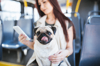 Levar o cachorro no transporte público exige planejamento e alguns cuidados para garantir mais segurança e conforto durante o trajeto