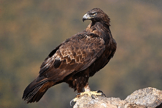 Encontrada em diferentes regiões do Hemisfério Norte, a águia-real possui asas largas, garras fortes e visão apurada, características que favorecem a caça