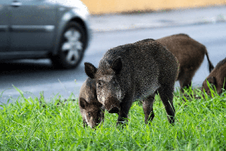 A presença de animais silvestres em áreas residenciais exige atenção e atitudes responsáveis para preservar a fauna e evitar riscos à saúde