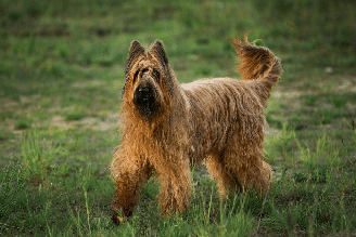 De origem francesa, o pastor de brie é um cachorro de grande porte, conhecido pela resistência física, inteligência e lealdade