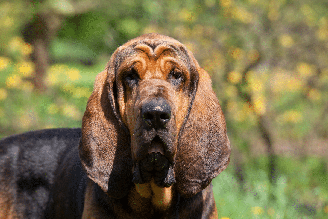 A carinha de triste costuma ser o charme de algumas raças de cachorro