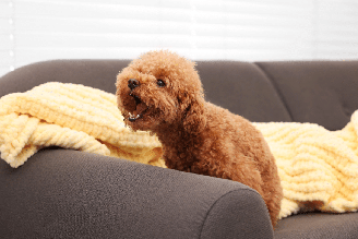Alguns cachorros são mais sociáveis, enquanto outros demonstram maior necessidade de proteger o ambiente em que vivem