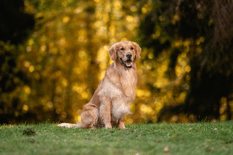 Embora seja o mais popular no Brasil, o vira-lata não é o único cachorro que apresenta a pelagem caramelo