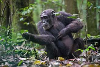 Chimpanzés