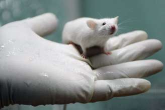 Cientistas usaram injeções em roedores cegos