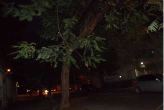 Galhos de árvore no bairro do Lins estão em contato com a rede elética
