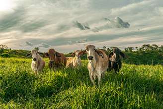 Grupo de vacas no campo da pecuária com nuvens durante o nascer do sol