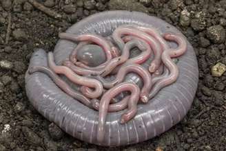 Cobra cega alimenta seus filhotes