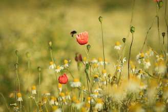 As outras flores que a abelha visitou recentemente influenciarão o modo como ela julgará essa flor. Scott-Cartwright-Photography/Moment via Getty Images