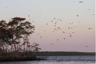 Revoada dos guarás, na Foz do Caju 