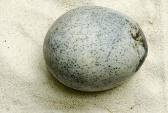 Casca do ovo é extremamente fina e frágil, o que impede o contato direto ou exposição ao ar