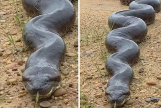 Fotógrafo faz registro impressionante de sucuri em parque no Mato Grosso do Sul