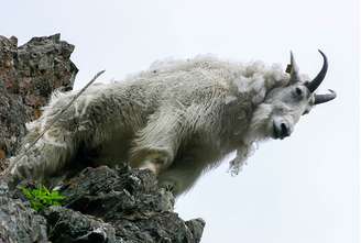 Cabra montesa: Também conhecido como íbex-ibérico, essa era uma espécie de mamífero natural da Península Ibérica, nas montanhas da Espanha e Portugal. O animal é ameaçada de extinção devido à caça e ao impacto do turismo na região.
