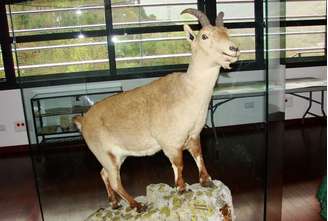 Você sabia que existe um animal que já foi "extinto" duas vezes na história? Conheça o bucardo (ou íbex-dos-Pireneus).