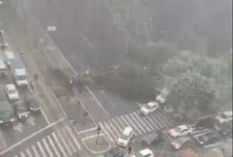 Árvore cai na Rua da Consolação, região central de São Paulo, e bloqueia tráfego de veículos