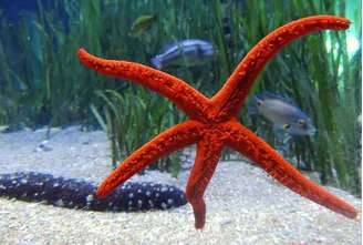 Cientistas identificaram a causa de uma epidemia que, desde 2013, causou a morte de mais de 5 bilhões de estrelas-do-mar ao longo da costa do Pacífico na América do Norte.