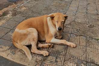 A cachorrinha comunitária Dara morreu após ter sido atropelada em Ivaiporã (PR) 