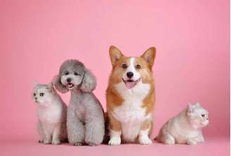 Uma transformação na relação entre humanos e animais de estimação tem sido evidenciada por serviços e produtos de luxo voltados para este segmento. Hoje em dia, é comum ver creches, hotéis, roupas, festas de aniversário e até terapias comportamentais para pets.