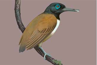 Nos estudos sobre animais pré-históricos, cientistas descobriram que um pássaro contemporâneo dos dinossauros tinha dentes. Apesar disso, ele não era carnívoro ( comia apenas sementes.) Trata-se do primeiro fóssil do Longipteryx chaoyangensis, encontrado na China.