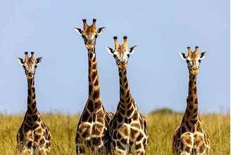 A girafa impressiona pelo pescoço longo, uma de suas marcas registradas. Além dessa característica, há diferenças entre machos e fêmeas, revelando curiosidades que tornam o animal ainda mais fascinante.