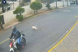 Cachorro foge e se esconde durante assalto ao tutor no Morumbi